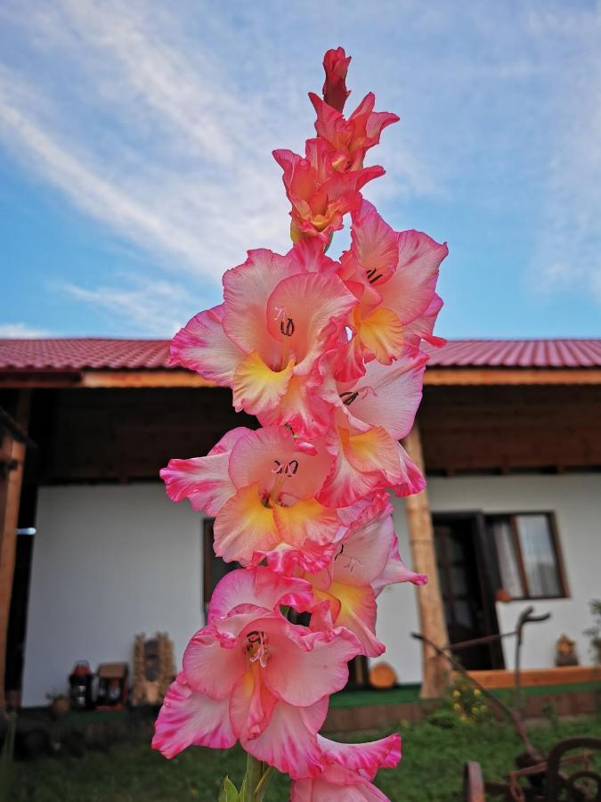 Jugul Taranului Agropensiune Polovragi, Gorj Villa Buitenkant foto